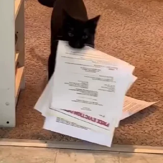 Video sticker 🏫 Больше стиков тут: @stikery4