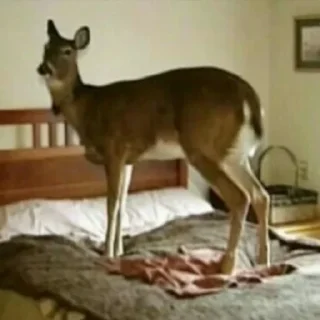 Telegram sticker 🦌 sanitizedgaydeer