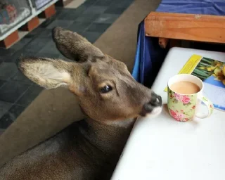 Telegram sticker 🦌 sanitizedgaydeer