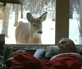 Telegram sticker 🦌 sanitizedgaydeer