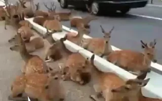 Sticker 🦌 sanitizedgaydeer