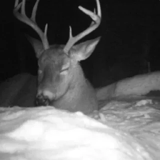 Telegram sticker 🦌 sanitizedgaydeer