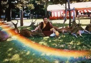 Video sticker 🦌 sanitizedgaydeer