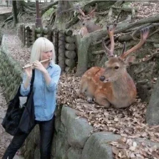 Telegram sticker 🦌 sanitizedgaydeer