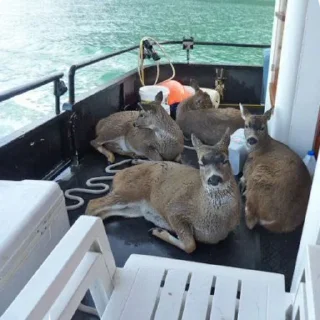 Video sticker 🦌 sanitizedgaydeer