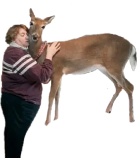 Telegram sticker 🦌 sanitizedgaydeer