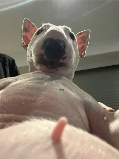 Video sticker ⭐️ Cultured 7.0