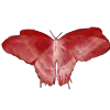 Video sticker 🦋 butterfly ➜ @emoji1