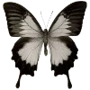 Sticker 🦋 butterfly ➜ @emoji1