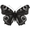 Video sticker 🦋 butterfly ➜ @emoji1
