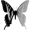 Video sticker 🦋 butterfly ➜ @emoji1