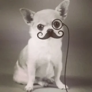 Telegram stiker 🧐 немыслимо