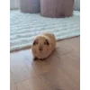 Video sticker 💛 Свинка