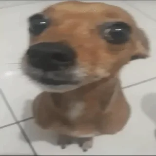 Video sticker 🌟 Imodesto :: @fStikBot