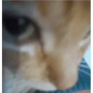 Video sticker 😀 Imodesto :: @fStikBot