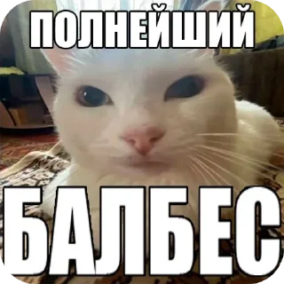 Telegram sticker 🐱 Огонёк by @DuoSticker_bot