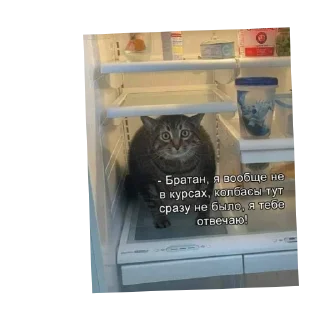 Telegram sticker 🐱 Огонёк by @DuoSticker_bot