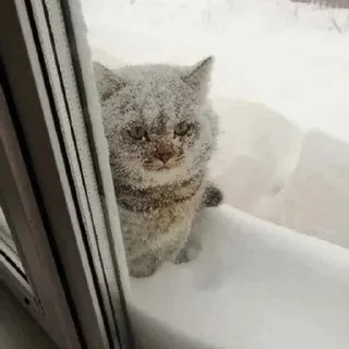 Telegram sticker 😠 Shadesboy :: @fStikBot