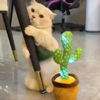 Video sticker 🌵 ♡B-fly Pisho☁️
