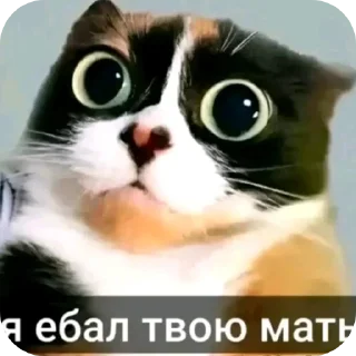 Video sticker 🐱 Мэмчікі