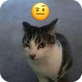 Video sticker 🤨 бля буду мужики @sapojik_sapojishe