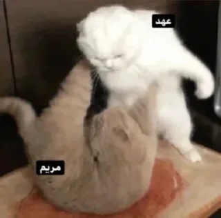 Video sticker 🤬 Ahad