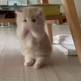 Video sticker 😎 Больше стиков тут: @stikery4