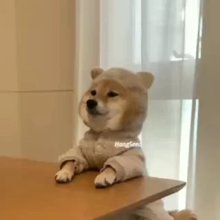 Video sticker 😐 Dogesh @Trystickers