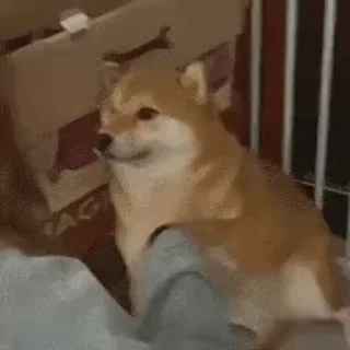 Video sticker 😐 Dogesh @Trystickers