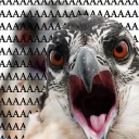 Telegram sticker 😡 Random bird stuff