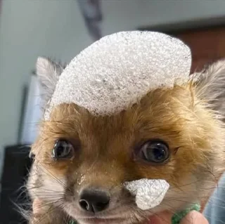 Telegram sticker 😐 @LuciSheppy Vol.7