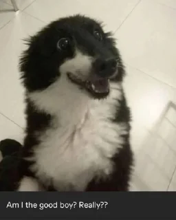 Telegram sticker 😊 @LuciSheppy Vol.7