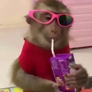 Video sticker 😡 Buboo fav Monkey