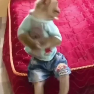 Video sticker 🌟 Buboo fav Monkey