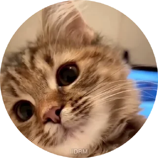 Video sticker 💋 Больше стиков тут: @stikery4