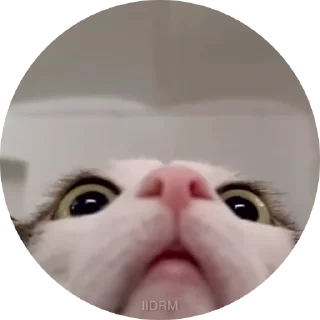 Video sticker 😳 Больше стиков тут: @stikery4
