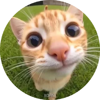 Video sticker 😽 Больше стиков тут: @stikery4