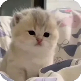 Video sticker 😴 cats @yeiek