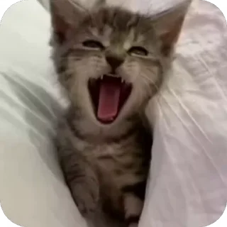 Video sticker 🥱 cats @yeiek