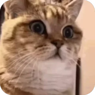 Video sticker 😳 cats @yeiek