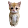 Sticker 🐈 RV pack