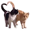 Sticker 🐈 RV pack