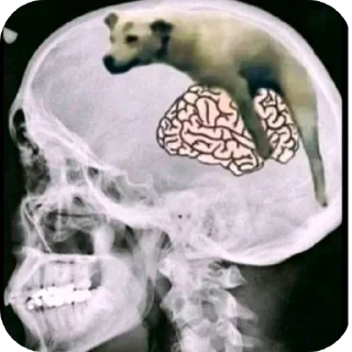 Telegram sticker 🐶 Это моя машина —> @bookkkq