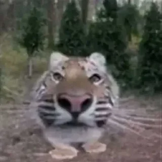 Video sticker ☺️ яхааайбля продолженме ➡️ @Ctikerubot