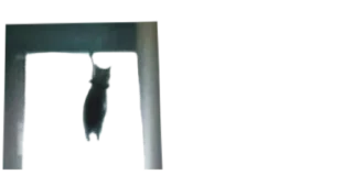 Video sticker 😵 @GG_R7  :: بزازين منغولية