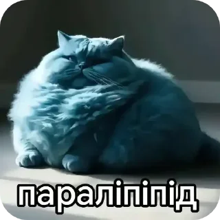 Telegram sticker 🐱 Больше стиков тут: @stikery4