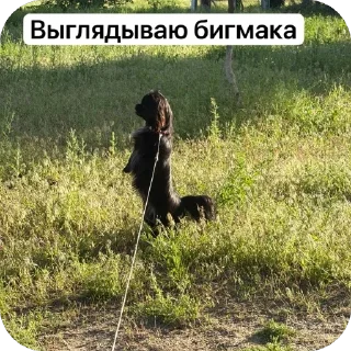 Video sticker 🫥 илюша и его матанды