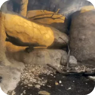 Video sticker 😛 Damanus