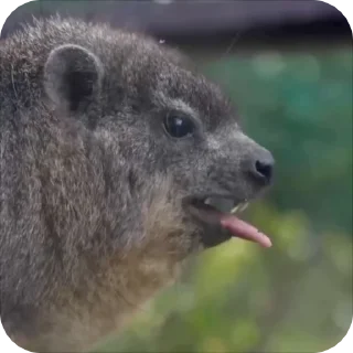 Video sticker 🥱 Damanus