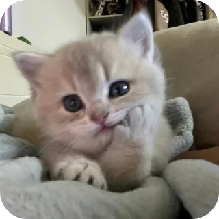 Video sticker 😺 Meus michis❤️😻